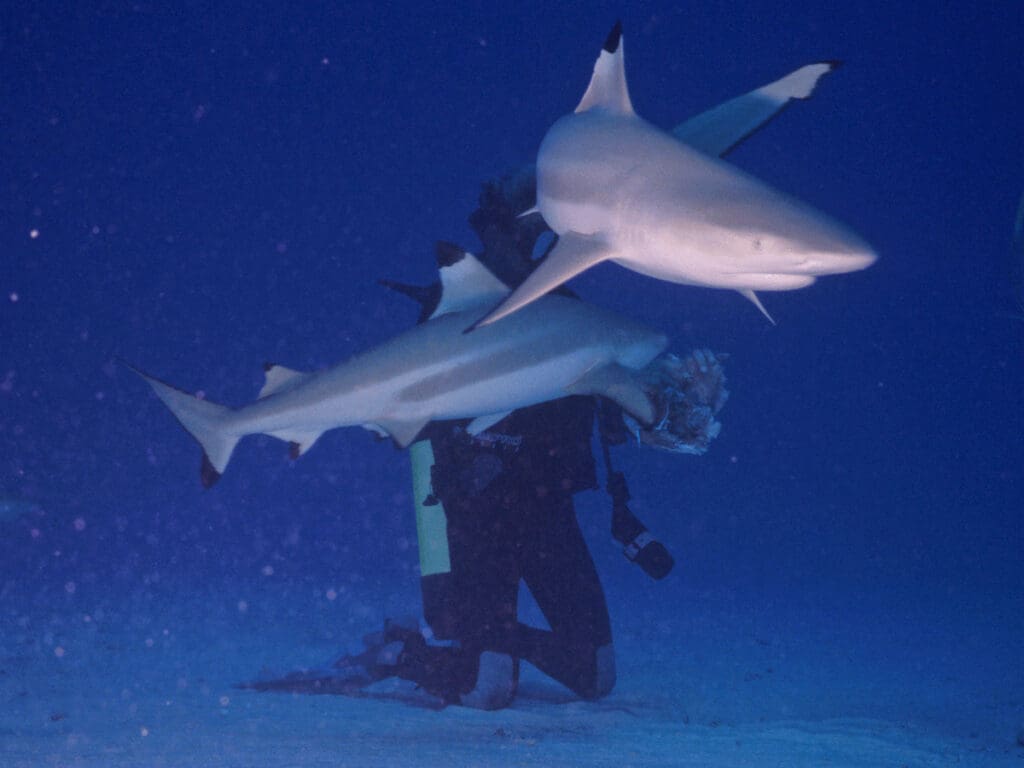 Tahiti Shark Feed